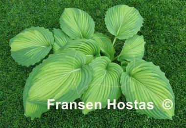 Hosta Angel Falls