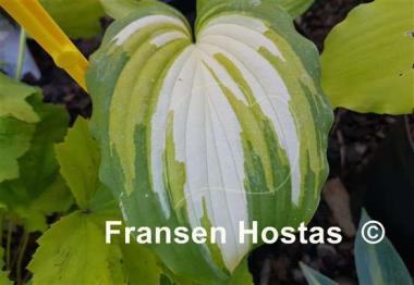 Hosta Angel Falls