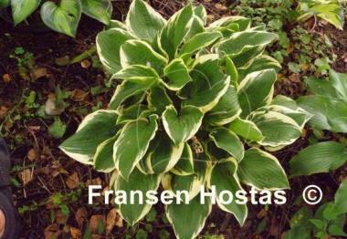 Hosta Angel Feathers