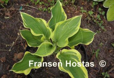 Hosta Angel Feathers