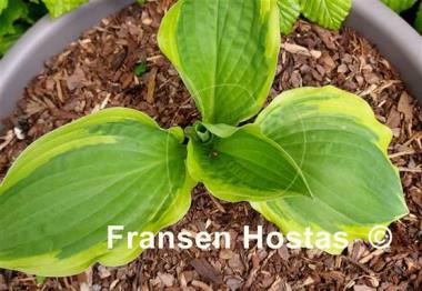 Hosta Angel Feathers