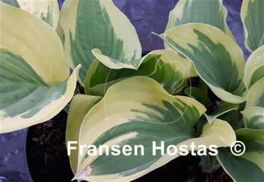 Hosta Angel Feathers