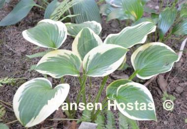 Hosta Angel Feathers
