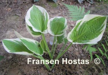 Hosta Angel Feathers