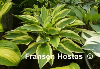 Hosta Angelique