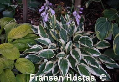 Hosta Angelique
