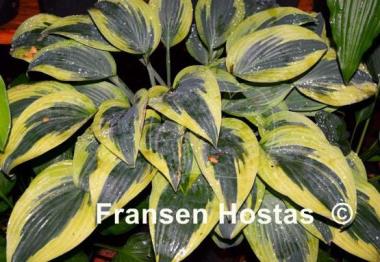 Hosta Angelique