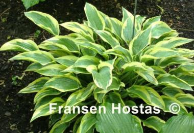 Hosta Angelique