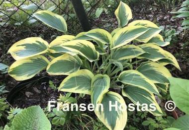 Hosta Angelique