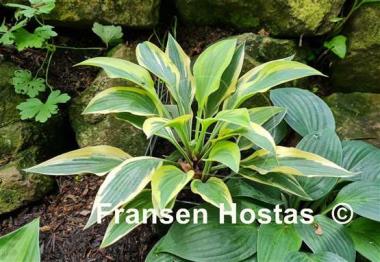Hosta Angelique