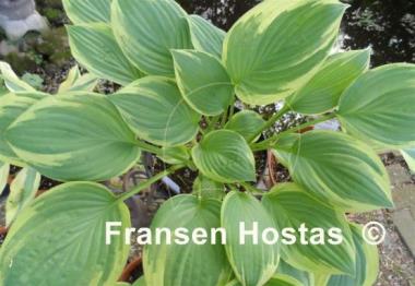 Hosta Anglo Saxon