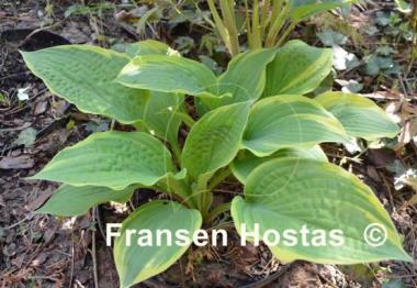Hosta Anglo Saxon