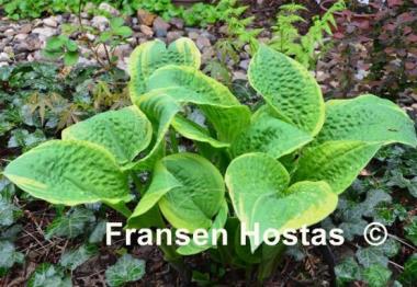 Hosta Anglo Saxon