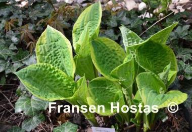 Hosta Anglo Saxon