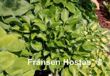 Hosta Ani Machi