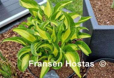 Hosta Ani Machi