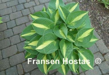 Hosta Ann Kulpa