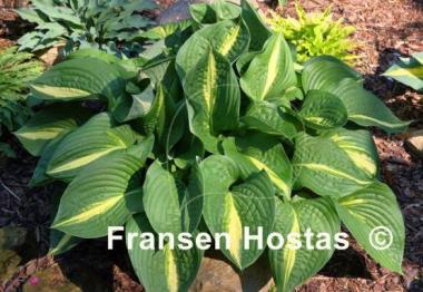 Hosta Ann Kulpa