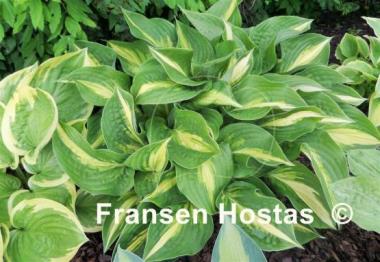 Hosta Ann Kulpa