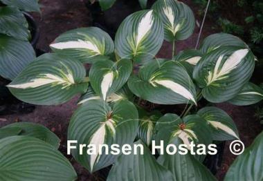 Hosta Ann Kulpa