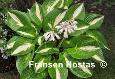 Hosta Ann Kulpa