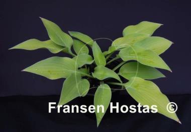 Hosta Anna Lindh