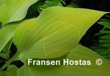Hosta Anna Lindh