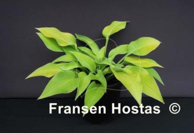 Hosta Anna Lindh