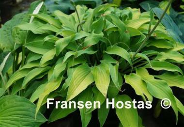 Hosta Anna Lindh