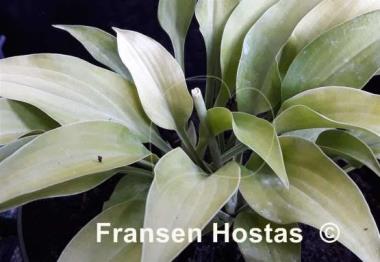 Hosta Anna Lindh