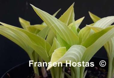 Hosta Anna Lindh