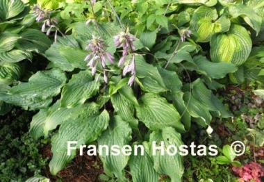 Hosta Annabel Lee