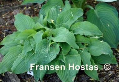 Hosta Annabel Lee