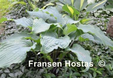 Hosta Annabel Lee