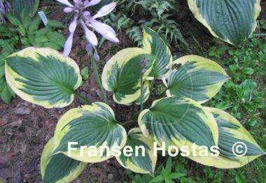 Hosta Anne