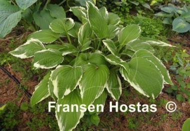 Hosta Antioch