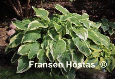 Hosta Antioch