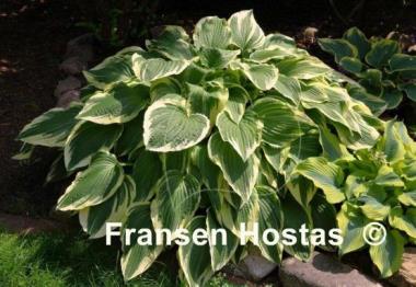 Hosta Antioch