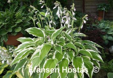 Hosta Antioch