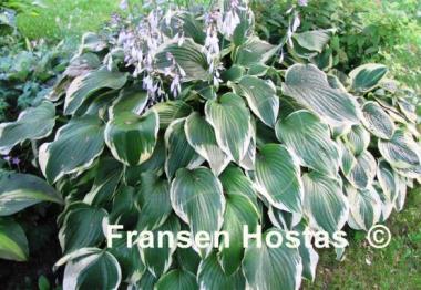 Hosta Antioch