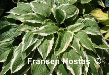 Hosta Antioch