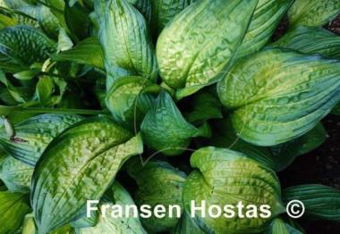 Hosta Aomori Gold Star