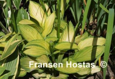 Hosta Aomori Gold Star