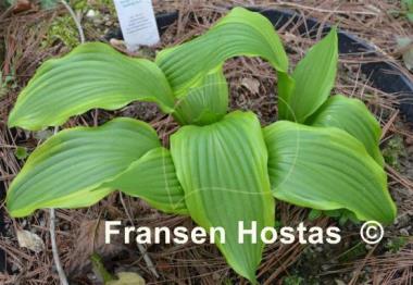 Hosta Aomori Setting Sun