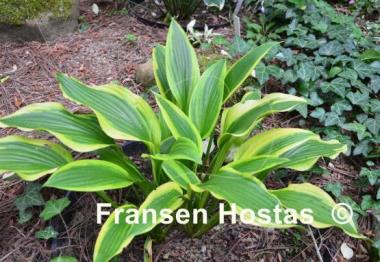 Hosta Aomori Setting Sun