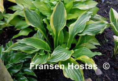 Hosta Aomori Setting Sun