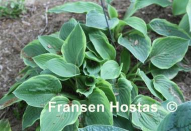 Hosta Appalachian Beauty