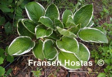 Hosta Applause