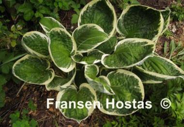 Hosta Applause