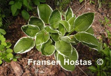 Hosta Applause